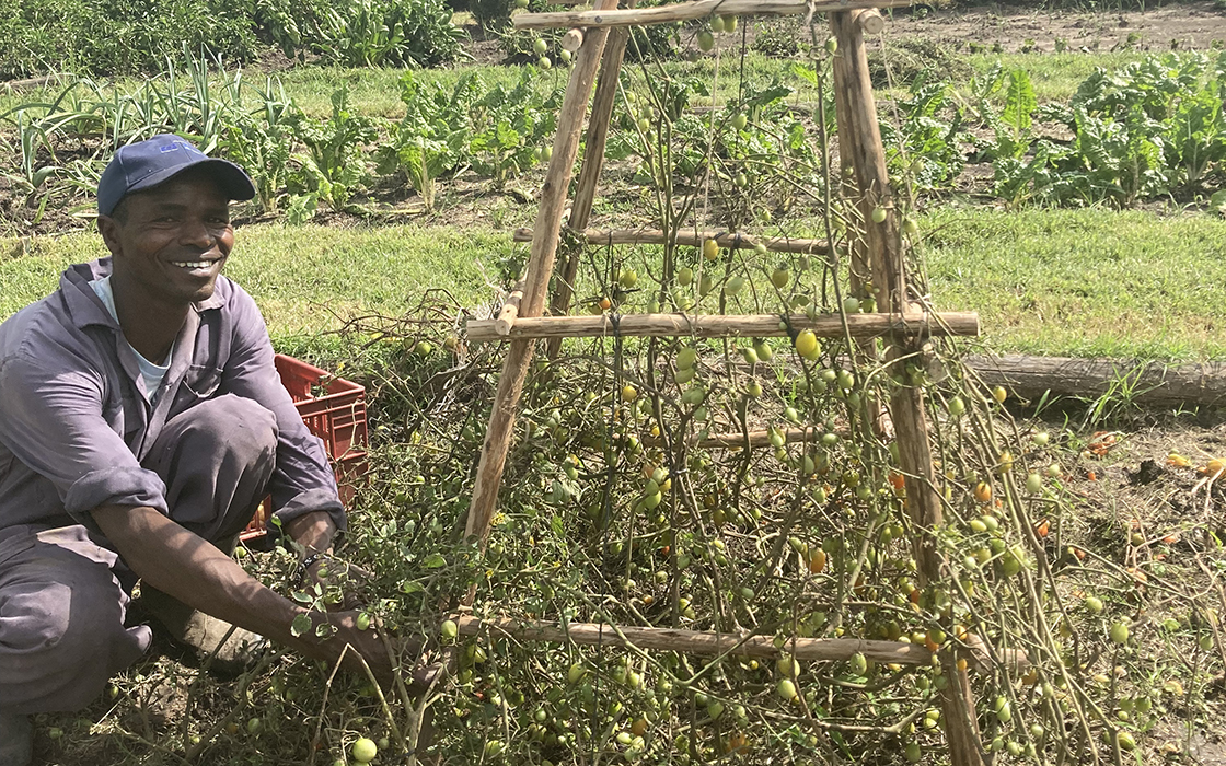 Ernest the gardener with the new tomato supports structures, made using recycled local materials, in the Wild Shamba kitchen gardens in the Masai Mara, Kenya