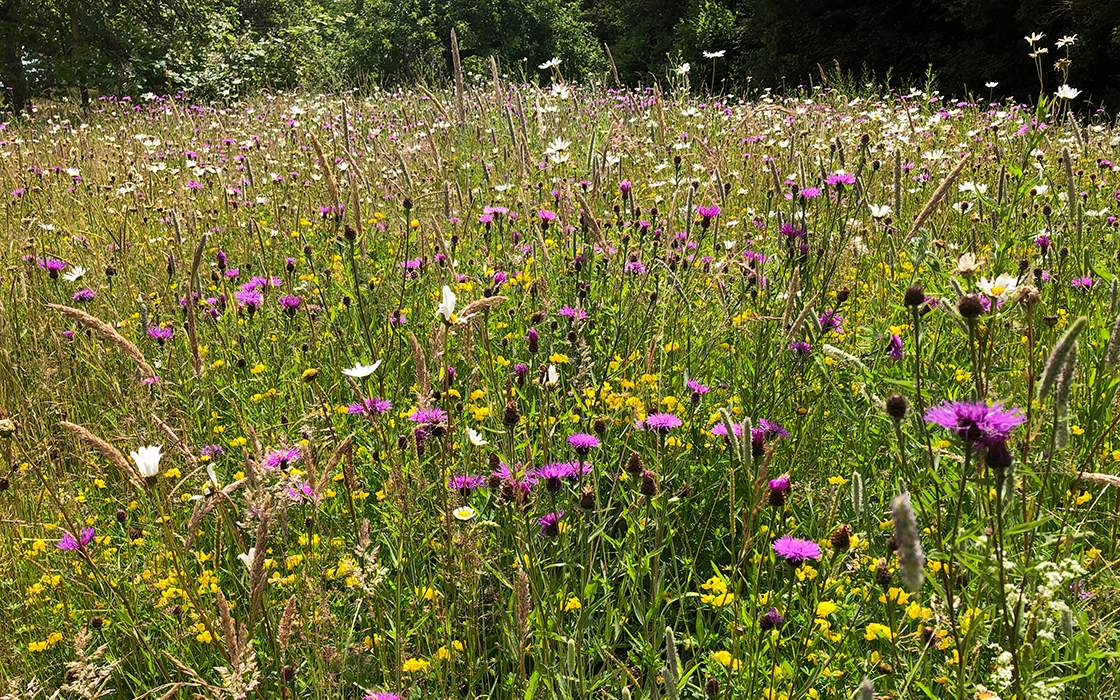 This wildflower meadow was hand-seeded in the spring of 2017 and gets more established each year, providing a beautiful mix of native British species including knapweed, ox-eye daisies, birds-foot trefoil, lady’s mantle and much more!